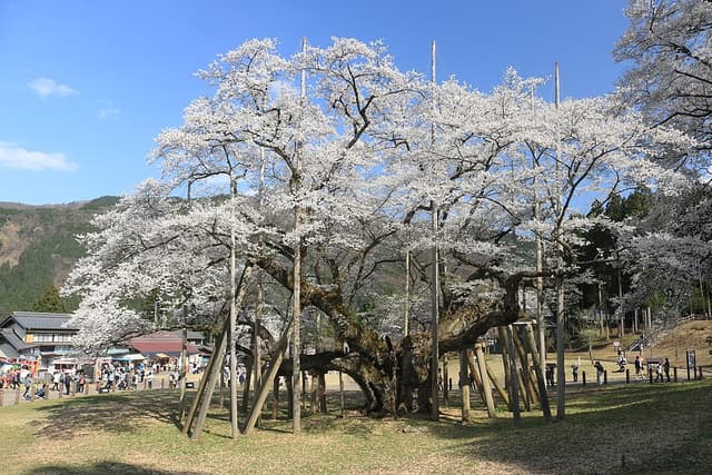 淡墨桜