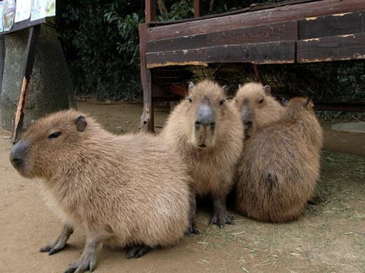 長崎バイオパーク