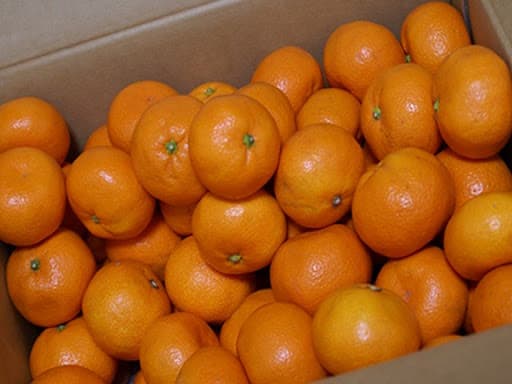 愛媛みかん