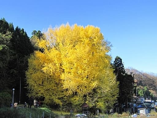 北金ヶ沢のイチョウ