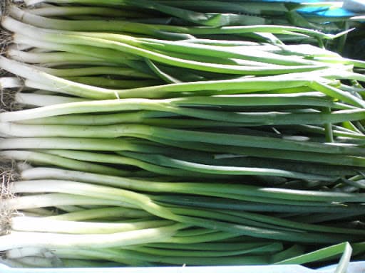 九条ねぎ