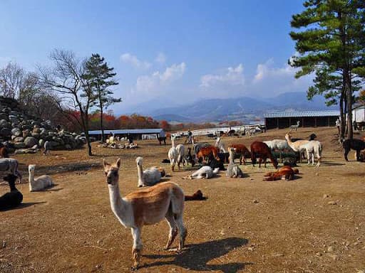 那須アルパカ牧場